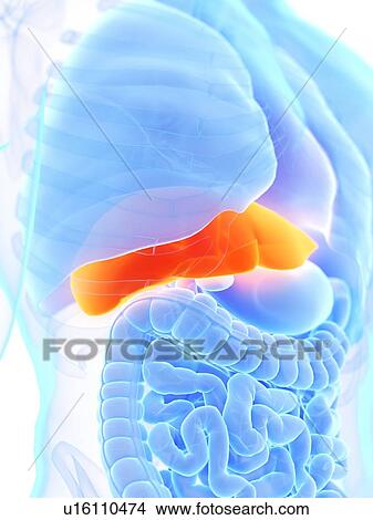 Picture - Liver, illustration. Fotosearch