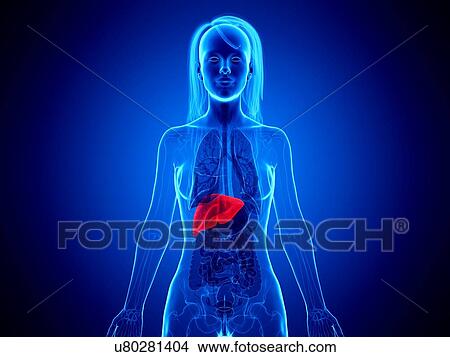 Picture - Liver, illustration. Fotosearch