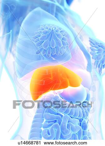 Stock Image - Liver, illustration. Fotosearch