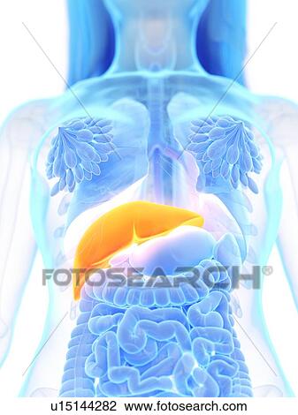 Liver, illustration View Large Photo Image Stock Image - Liver, illustration. Fotosearch