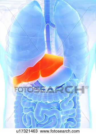 Liver, illustration View Large Photo Image Stock Image - Liver, illustration. Fotosearch