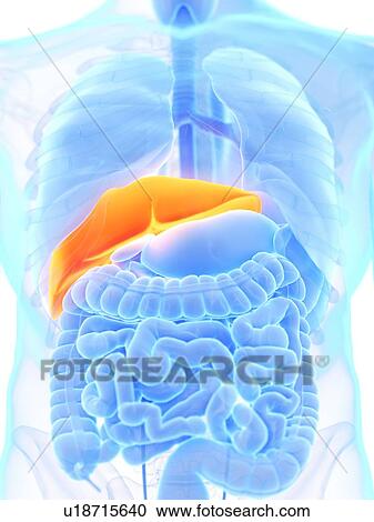 Stock Image - Liver, illustration. Fotosearch