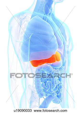 Liver, illustration View Large Photo Image Stock Image - Liver, illustration. Fotosearch