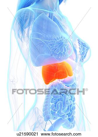 Stock Image - Liver, illustration. Fotosearch