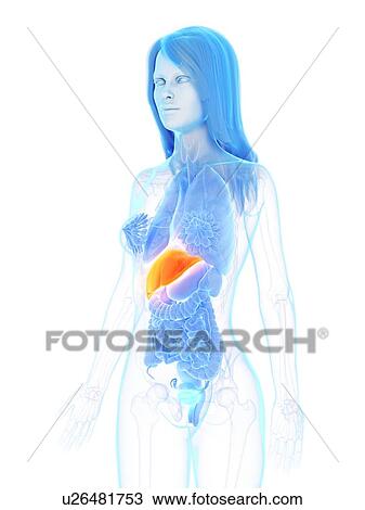 Liver, illustration View Large Photo Image Stock Image - Liver, illustration. Fotosearch
