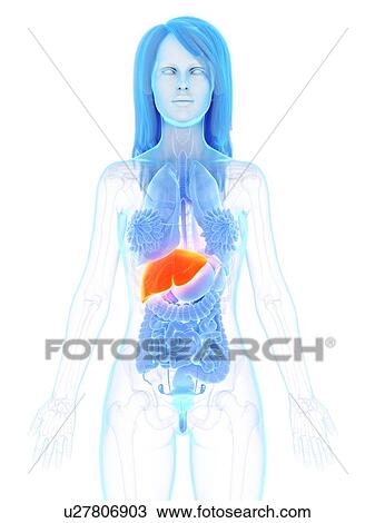 Liver, illustration View Large Photo Image Stock Image - Liver, illustration. Fotosearch