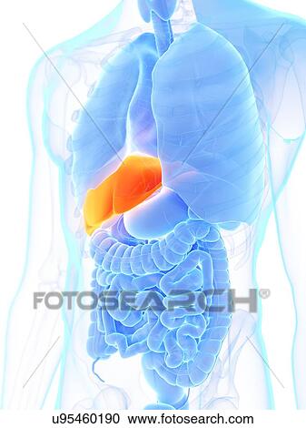 Liver, illustration View Large Photo Image Stock Image - Liver, illustration. Fotosearch