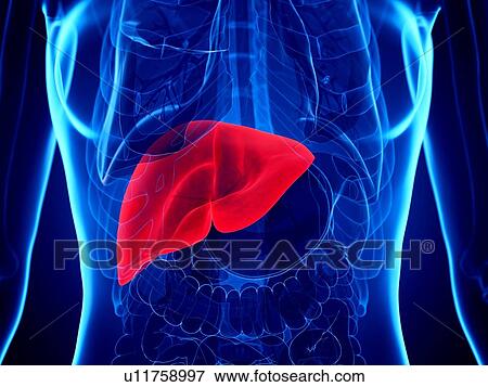 Liver, illustration View Large Photo Image Stock Photo - Liver, illustration. Fotosearch