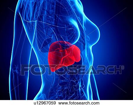 Liver, illustration View Large Photo Image Stock Photo - Liver, illustration. Fotosearch