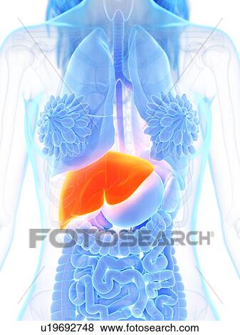 Liver, illustration View Large Photo Image Stock Photo - Liver, illustration. Fotosearch