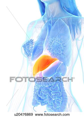Stock Photo - Liver, illustration. Fotosearch