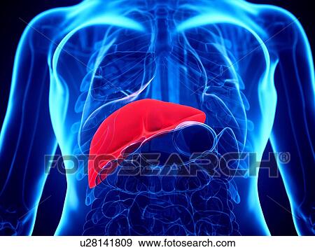 Liver, illustration View Large Photo Image Stock Photo - Liver, illustration. Fotosearch