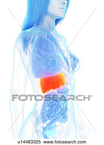 Stock Photography - Liver, illustration. Fotosearch