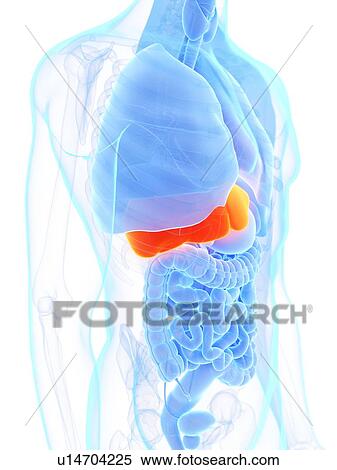 Stock Photography - Liver, illustration. Fotosearch