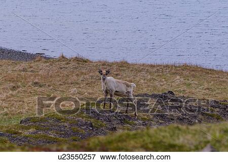 Lone deer on coastline, portrait, Skaftafell, Austur-Skaftafellssysla, Iceland View Large Photo Image Stock Photo - Lone deer on coastline, portrait, Skaftafell, Austur-Skaftafellssysla, Iceland. Fotosearch