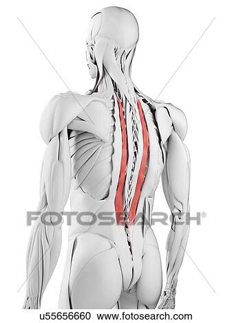 Longissimus thoracis muscle, illustration View Large Photo Image Stock Image - Longissimus thoracis muscle, illustration. Fotosearch