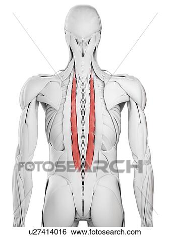 Longissimus thoracis muscle, illustration View Large Photo Image Stock Photograph - Longissimus thoracis muscle, illustration. Fotosearch