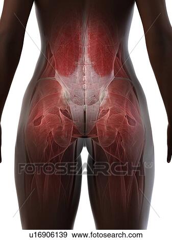 Lower back and buttock anatomy, illustration View Large Photo Image Stock Photo - Lower back and buttock anatomy, illustration. Fotosearch