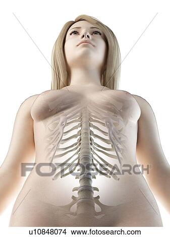 Lumbar spine, illustration View Large Photo Image Picture - Lumbar spine, illustration. Fotosearch