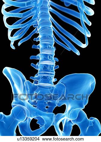 Lumbar spine, illustration View Large Photo Image Picture - Lumbar spine, illustration. Fotosearch