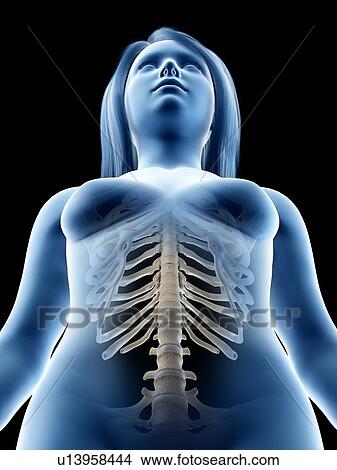 Picture - Lumbar spine, illustration. Fotosearch