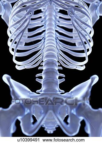 Stock Image - Lumbar spine, illustration. Fotosearch
