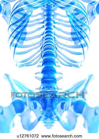 Stock Image - Lumbar spine, illustration. Fotosearch