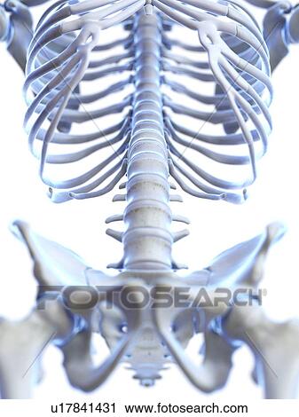 Lumbar spine, illustration View Large Photo Image Stock Image - Lumbar spine, illustration. Fotosearch