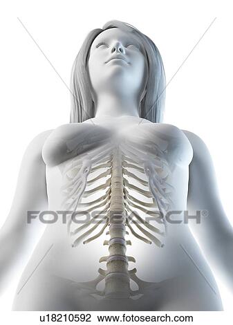 Stock Image - Lumbar spine, illustration. Fotosearch