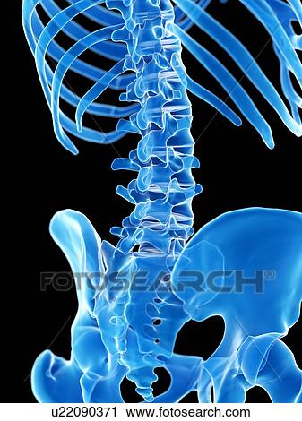 Stock Image - Lumbar spine, illustration. Fotosearch