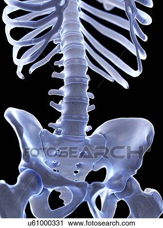 Stock Image - Lumbar spine, illustration. Fotosearch