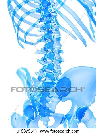Lumbar spine, illustration View Large Photo Image Stock Photo - Lumbar spine, illustration. Fotosearch