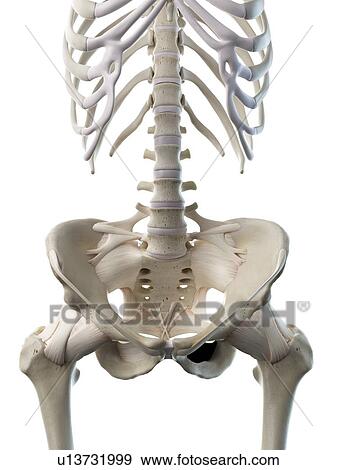 Lumbar spine, illustration View Large Photo Image Stock Photo - Lumbar spine, illustration. Fotosearch