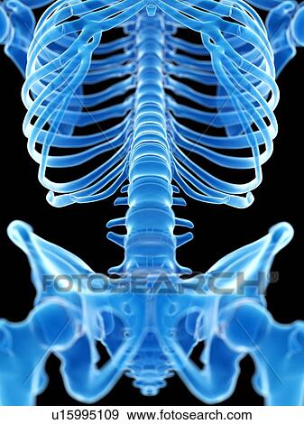 Stock Photo - Lumbar spine, illustration. Fotosearch