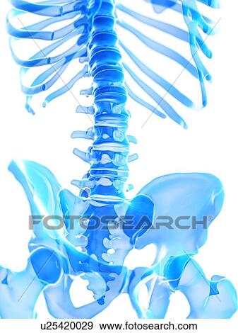 Stock Photo - Lumbar spine, illustration. Fotosearch