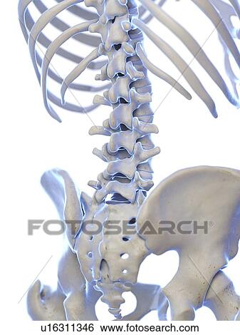 Stock Photograph - Lumbar spine, illustration. Fotosearch