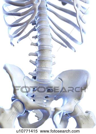 Lumbar spine, illustration View Large Photo Image Stock Photography - Lumbar spine, illustration. Fotosearch