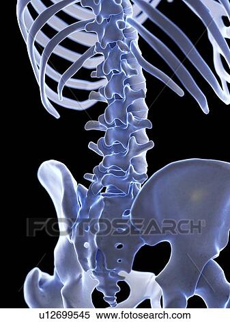 Stock Photography - Lumbar spine, illustration. Fotosearch