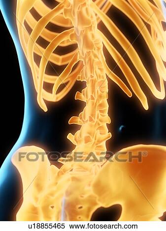 Stock Photography - Lumbar spine, illustration. Fotosearch