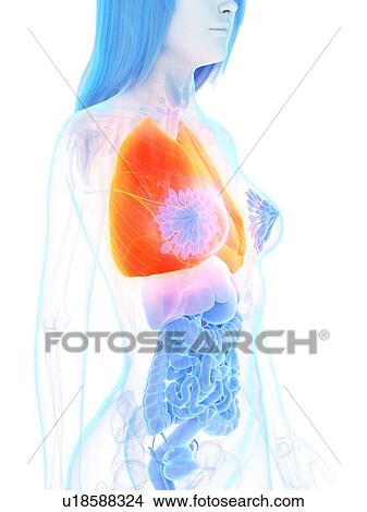 Picture - Lungs, illustration. Fotosearch