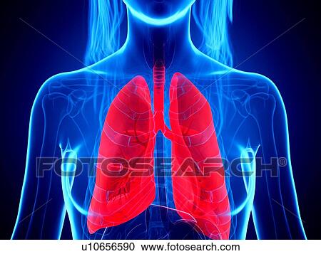 Stock Image - Lungs, illustration. Fotosearch