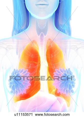 Stock Image - Lungs, illustration. Fotosearch