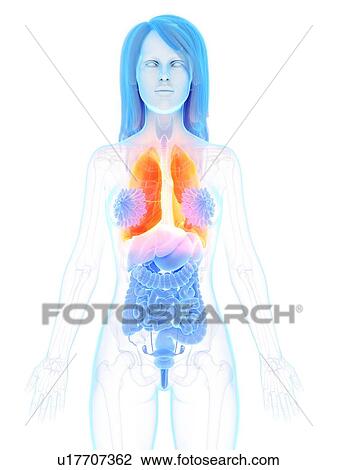 Lungs, illustration View Large Photo Image Stock Image - Lungs, illustration. Fotosearch