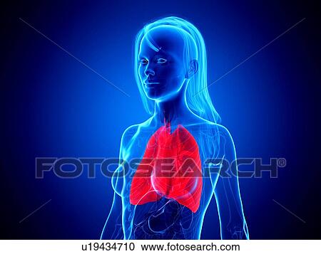 Stock Image - Lungs, illustration. Fotosearch