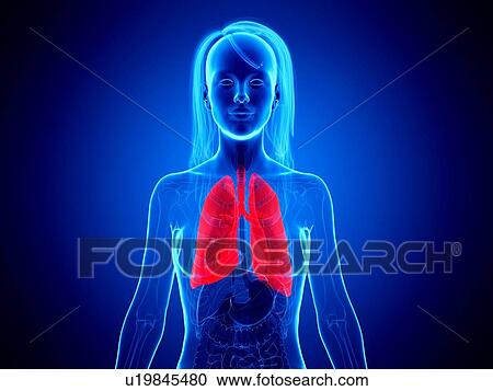 Lungs, illustration View Large Photo Image Stock Image - Lungs, illustration. Fotosearch