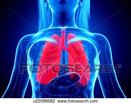 Lungs, illustration View Large Photo Image Stock Image - Lungs, illustration. Fotosearch