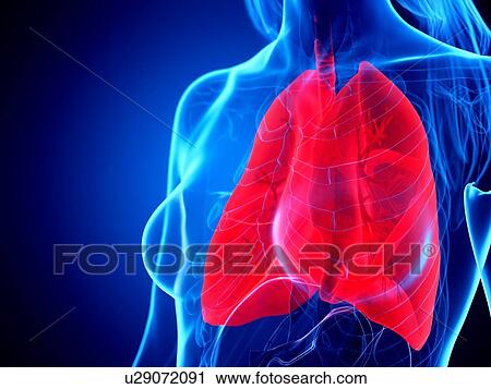 Lungs, illustration View Large Photo Image Stock Image - Lungs, illustration. Fotosearch
