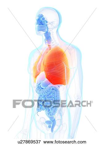 Stock Photo - Lungs, illustration. Fotosearch