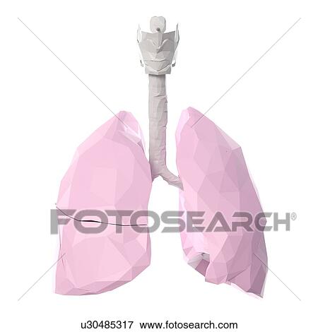 Stock Photo - Lungs, illustration. Fotosearch