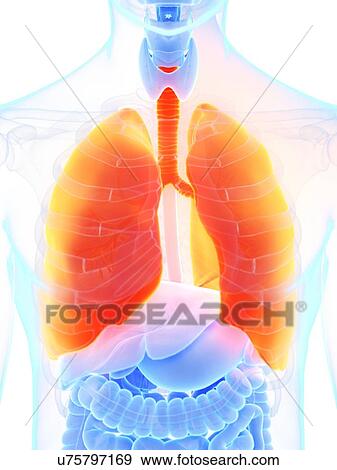 Lungs, illustration View Large Photo Image Stock Photo - Lungs, illustration. Fotosearch